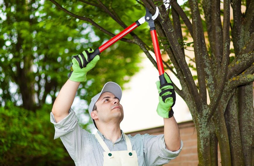 A Tree Stump Removal Chemical Can Save You Money